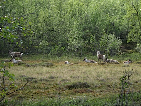 Abisko Juni 2009 dag 3 - 34.jpg